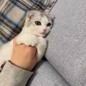 くっつき猫の画像