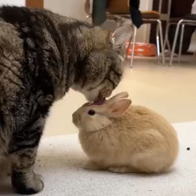 ペロペロ猫の画像