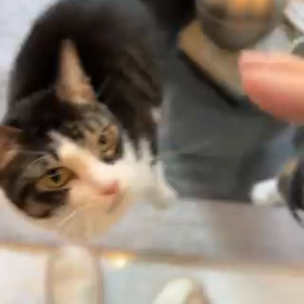 なでなで猫の画像