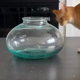 器用な猫の画像