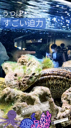 【ルポ】京都水族館！の記事動画