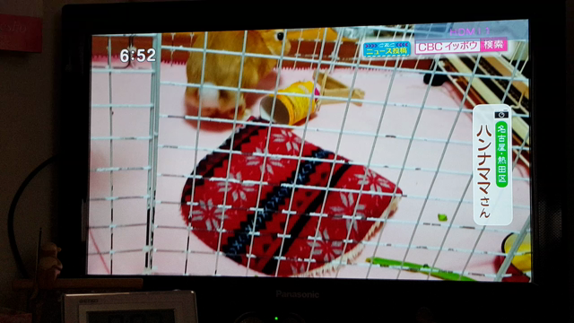 ハンナがTVに出ました。の記事動画