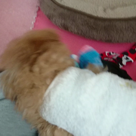 玄関でスッ転ぶの画像