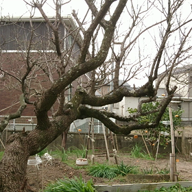 今日はゴールドラッシュの日の画像