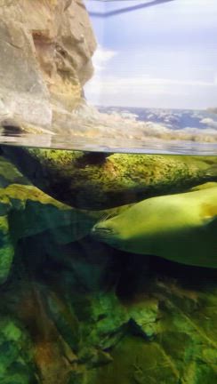 博多と下関への旅日記⑧【しものせき水族館･海響館満喫！(前編)】の記事動画