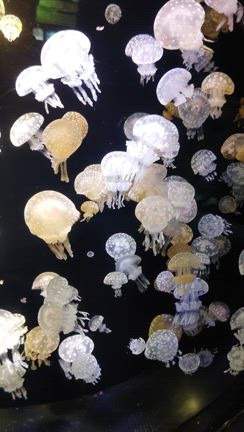 博多と下関への旅日記⑧【しものせき水族館･海響館満喫！(前編)】の記事動画