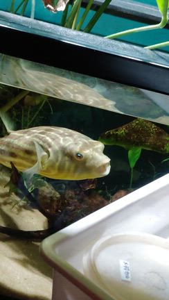 博多と下関への旅日記⑧【しものせき水族館･海響館満喫！(前編)】の記事動画