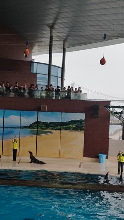 博多と下関への旅日記⑨  【しものせき水族館･海響館満喫！(後編)】の記事動画