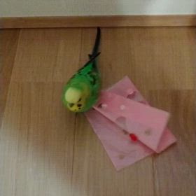 トコトコトコトコ？の画像