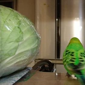 春なのにの画像