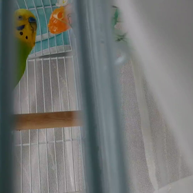 みかんは友達の画像