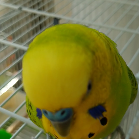 ご機嫌なくーちゃんの画像