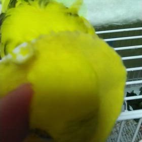 シュワシ  ュワシュワシュワの画像