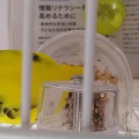 うまくなったねの画像