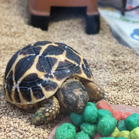 ホシガメの食欲♪の画像