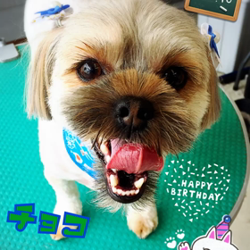 トリミング部だより【14】の画像