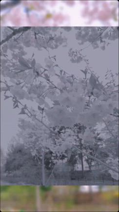 2024年さくらの記事動画