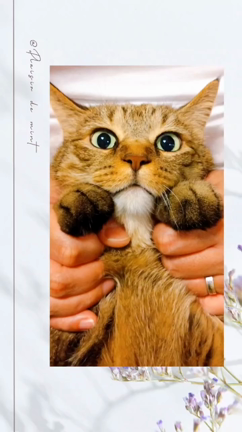 猫との暮らしの記事動画