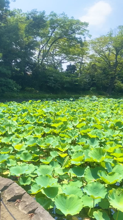 【横浜＆東京レポ⑥】鎌倉　鶴岡八幡宮への記事動画