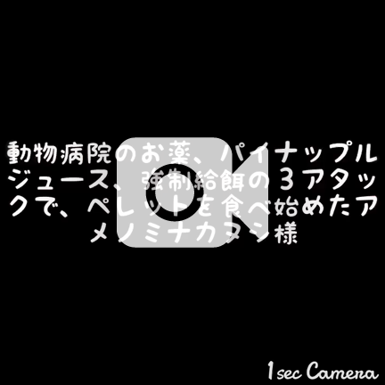 動物病院のお薬 パイナップルジュース 強制給餌の３アタックで ペレットを食べ始めた様 うさぎ神社