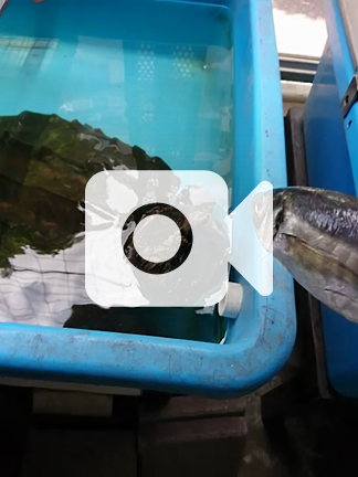 ワニガメの餌やり カメ大好きおっさんブログ