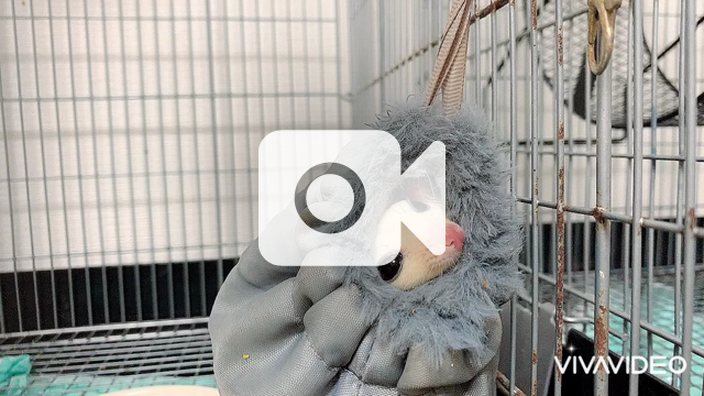 モモンガの日常 Hime Luxe