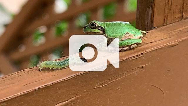 ちびっこカエルのお食事 家庭菜園とかえるさんの観察日記
