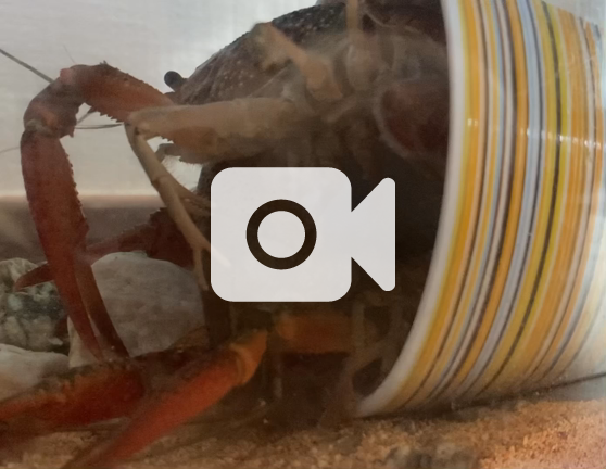 脱皮後の殻を食べるザリガニの動画 サファリ たび