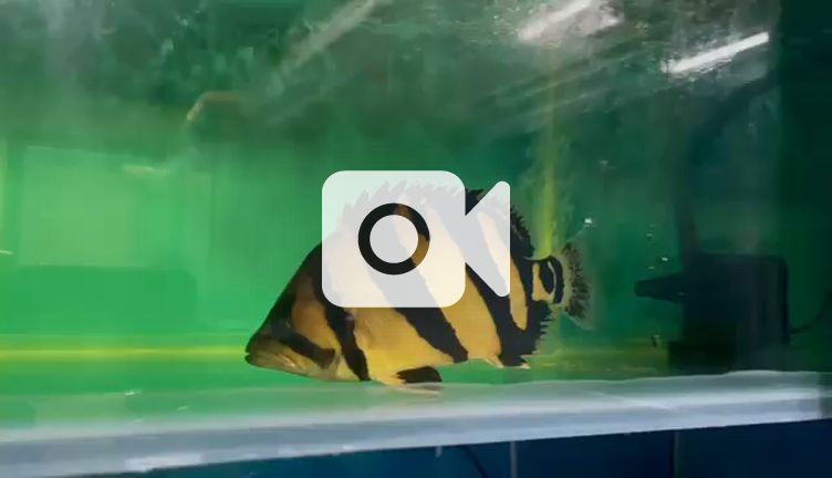 FFECnhFJSBqwaI3VcsViVp0jVK-