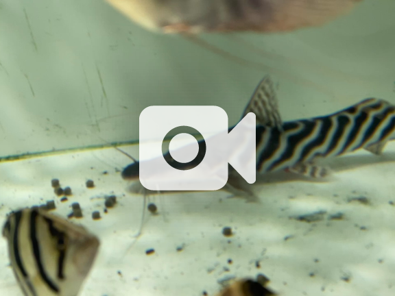 ゼブラキャット、エンドリケリーショート