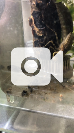 ヤゴ 捕食の瞬間 親子で昆虫採集 飼育日記 大阪