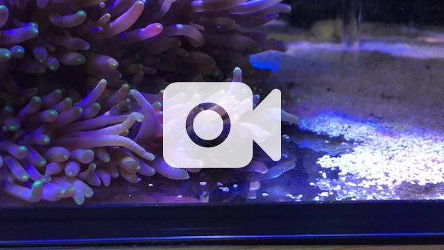 ヤドカリがイソギンに食べられる すうの海水魚日記