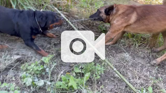 Rottweiler Vs Malinois 世界を旅する求犬道人 大真面目だ