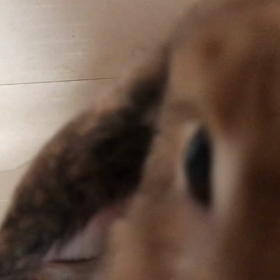 もふもふ日和の画像