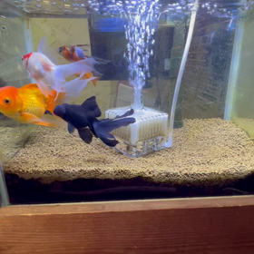 金魚の画像