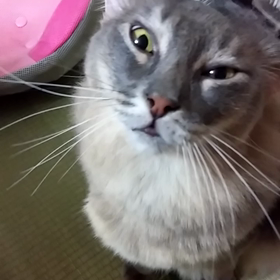 お試し動画ニャンコのブラッシングの画像