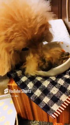 17歳お誕生日の記事動画