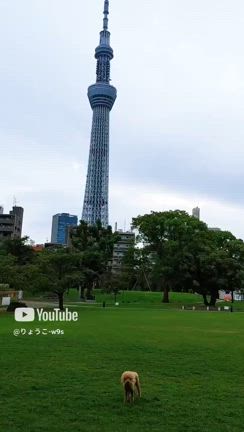 17歳お誕生日の記事動画