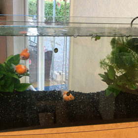 梅雨明けですねの画像