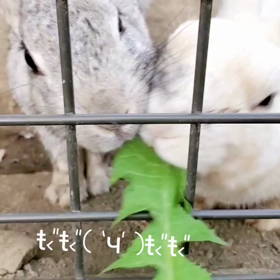 うさぎᕱ⑅ᕱの画像