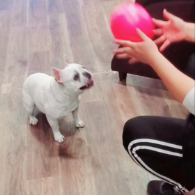 キャッチボール(∪・ω・)の画像