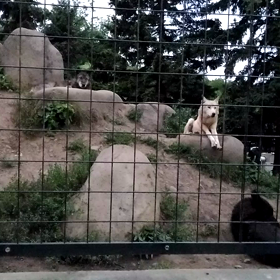 動物園で思うことの画像