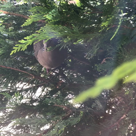 鳩の巣と蜂の巣の画像