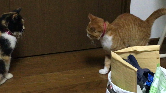探索の記事動画