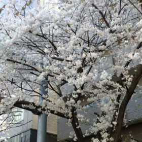 明治通りの画像