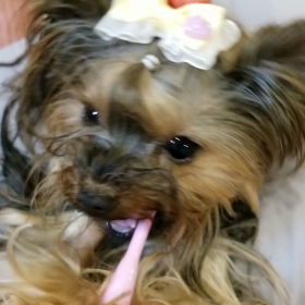 歯ブラシを見つめる愛犬の画像