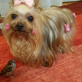 遊んでもらえないチュンちゃん！の画像