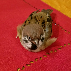 チュンちゃんの謎の行動！の画像