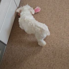 マルモちゃんの画像