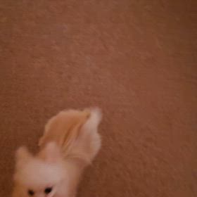 エルちゃんの画像